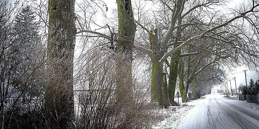 W cieniu tych drzew zbierali sie powstancy styczniowi, by ruszyc w bój.fot. Janusz mazurek - fot. 