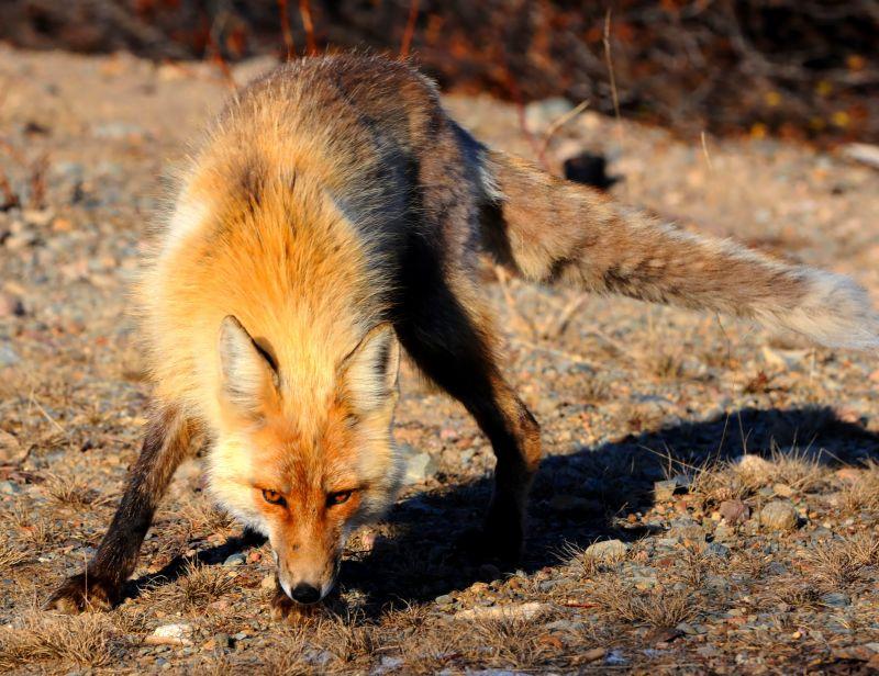 fox. sxc.hu - fot. 