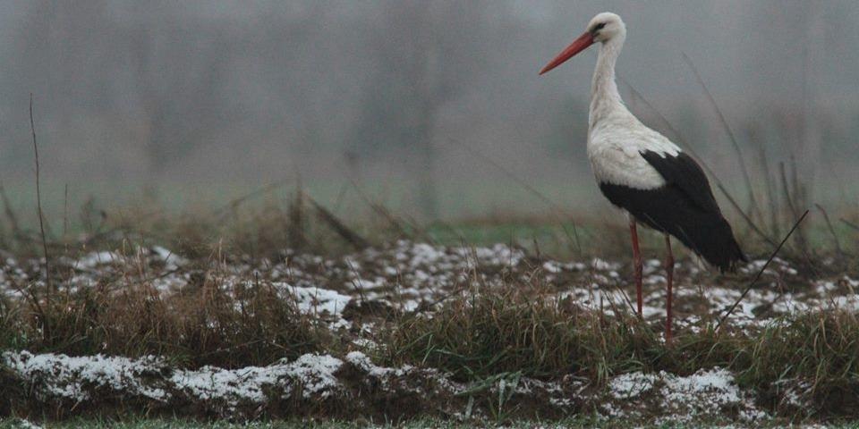 Zdjęcie: Stowarzyszenie\