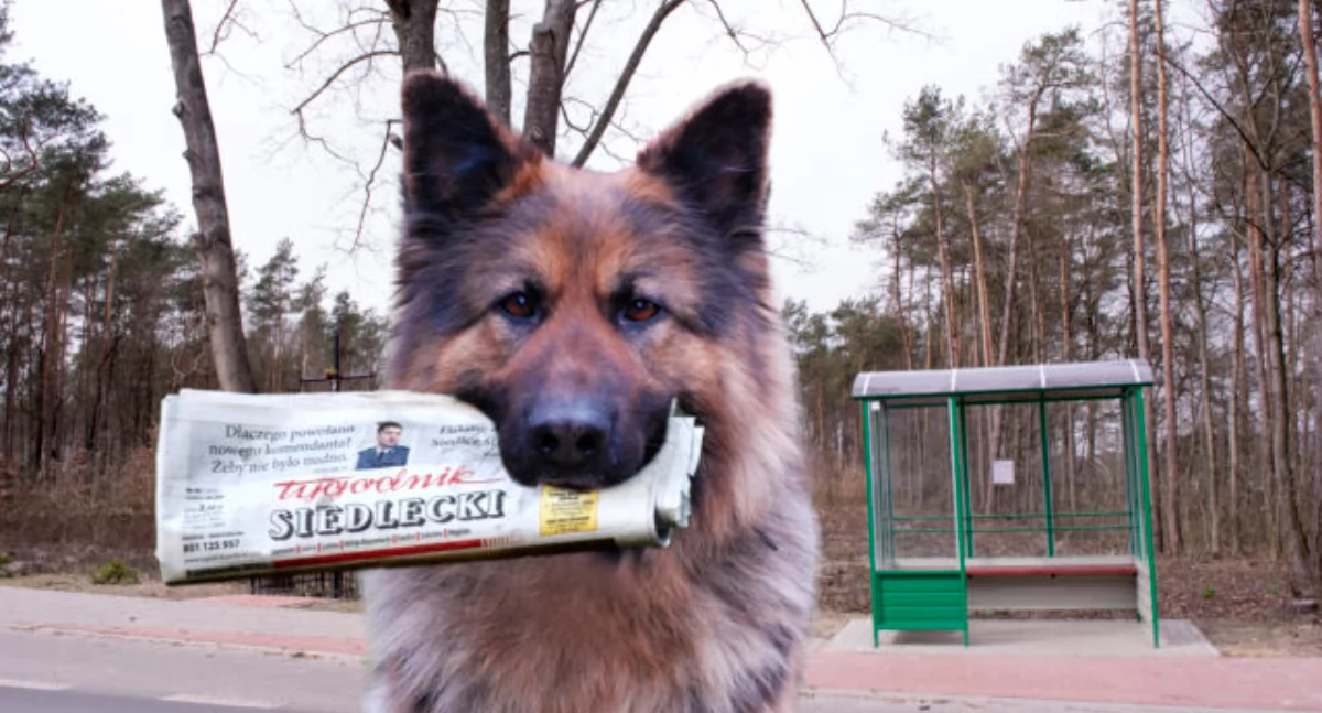 Zapowiedzi, wydanie Tygodnika Siedleckiego - zdjęcie, fotografia