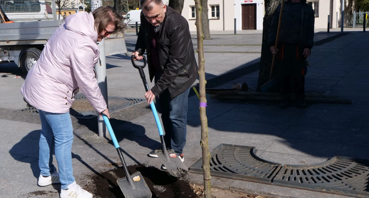 Marzena Wikieł i burmistrz Paweł Marchela podczas sadzenia drzewka na Skwerze Romana Dmowskiego w Węgrowie.  fot. Beata Gontarz UM w Węgrowie