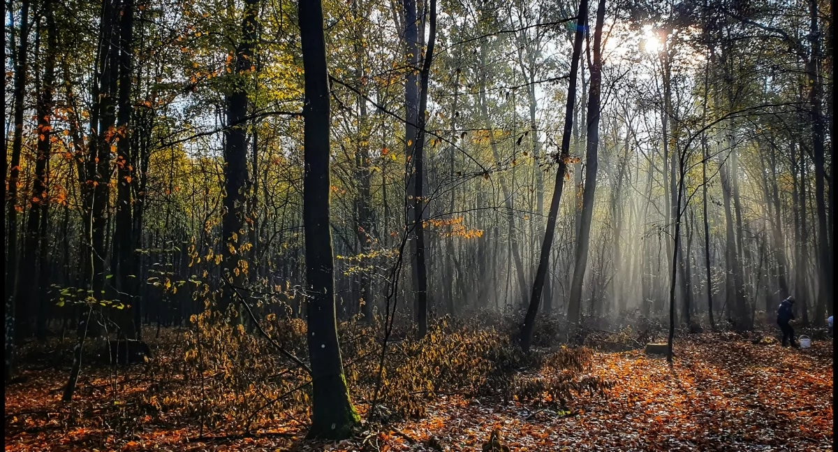 Leśny cmentarz - żywe drzewo zamiast nagrobka. Fot. Aga Król