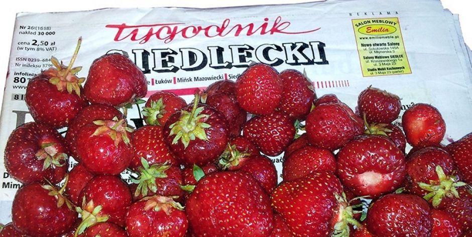 truskawki - fot. MS