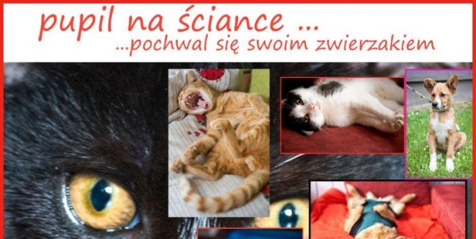 collage Aga Król
