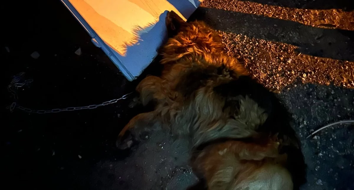W takich warunkach znajdował się pies będacy pod opieką gminy Platerów, fot. arch. Hodowla Owczarków Niemieckich Długowłosych - Inna niż wszystkie
