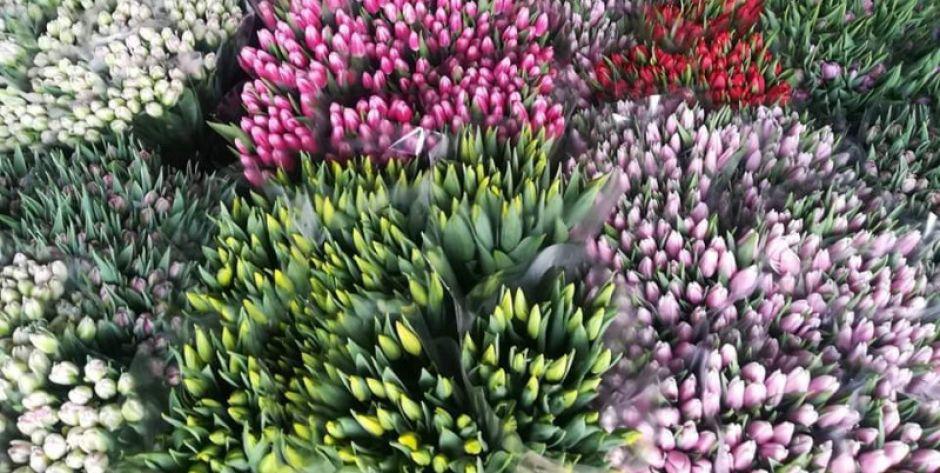 tulipany - fot. d