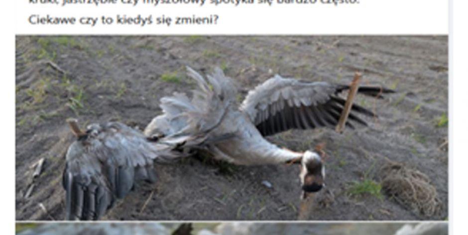 zrzut z ekranu - fot. t