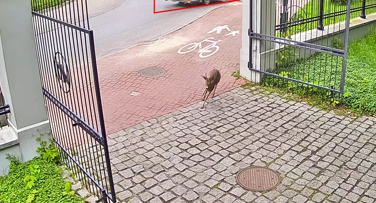 Zwierzęta, Siedlce Niecodzienny gość Parku Aleksandria - zdjęcie, fotografia
