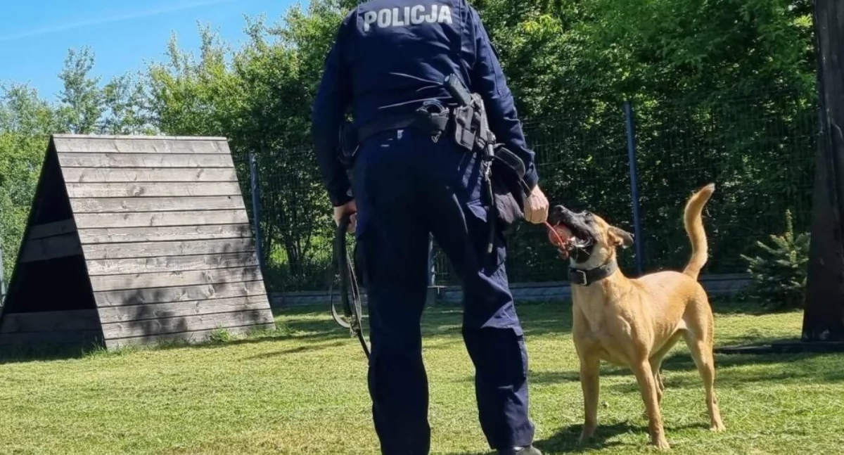 Do poszukiwań zaangażowano przewodnika z psem tropiącym. Zdjęcie symboliczne 