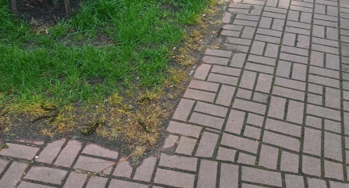Ktoś opryskał trawniki mimo zakazu stosowania szkodliwych substancji.