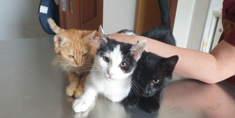 kotki do adopcji - fot. we
