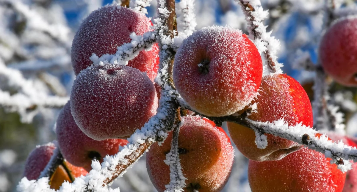 zdjęcie symboliczne, pixabay