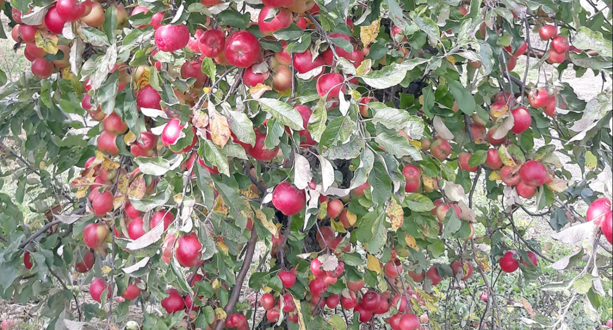 Wiosenne przymrozki  znacząco obniżą  produkcję jabłek w sadach. Fot. ZJ