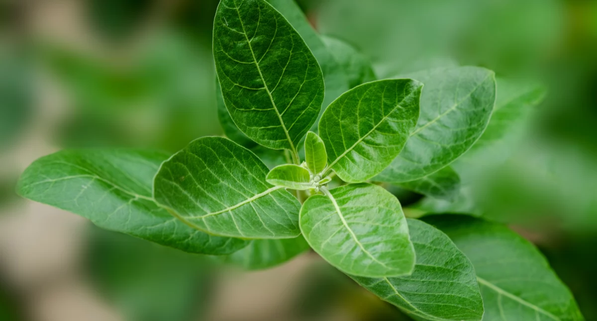 Promocja, Ashwagandha adaptogen który pomaga radzić sobie stresem - zdjęcie, fotografia