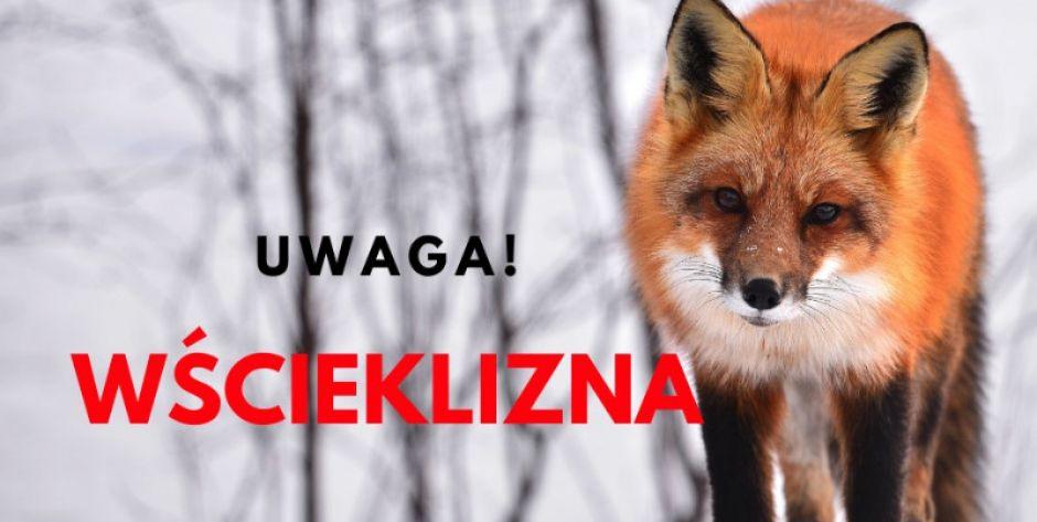 Wścieklizna - fot. arch