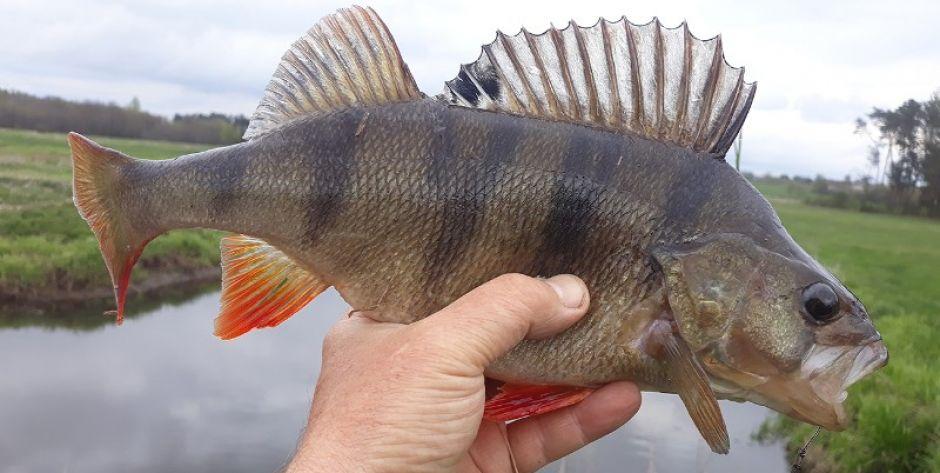 Piękny okoń – 36 centymetrów Fot. ZBJ
