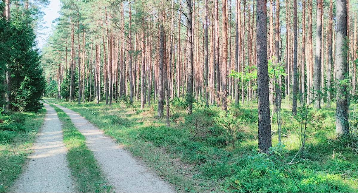 Jazda quadem po lesie rajcuje, choć jest nielegalna. Fot. DK
