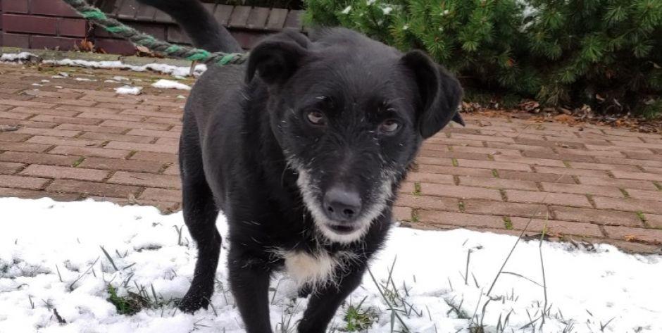 Czarny piesek w typie teriera, kastrowany, zaszczepiony, około 6 lat. Był bardzo wycofany, teraz super dogaduje się z ludźmi jak i zwierzętami - fot. sd