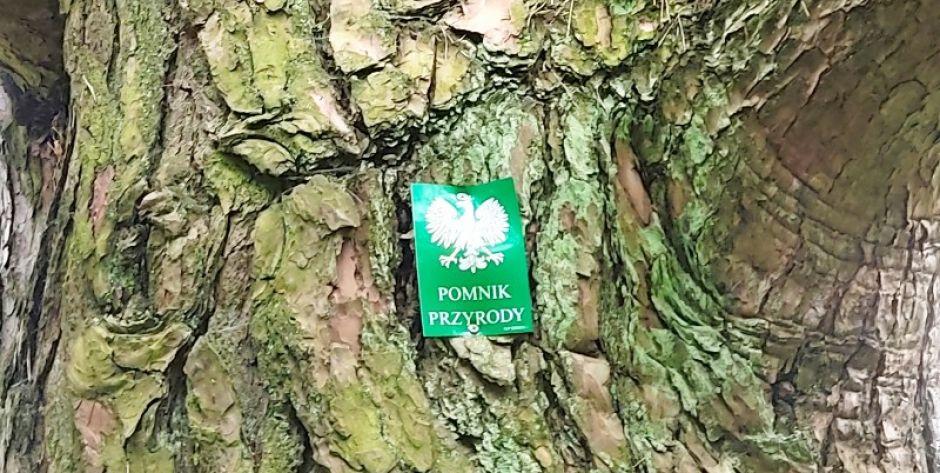 Pomnik Przyrody -  zdjęcie symboliczne fot. Siriss 