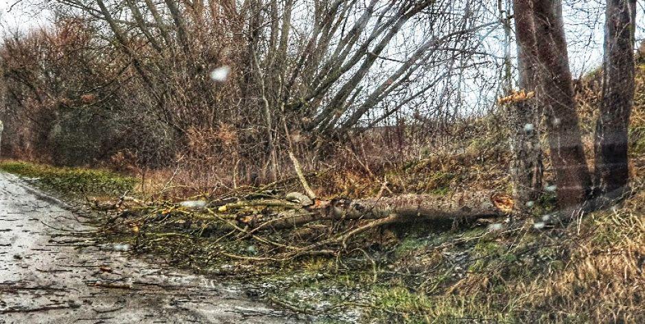 powalone drzewo - fot. Aga Król