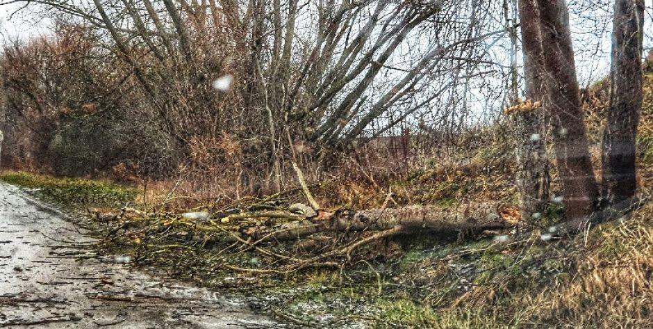 Połamane drzewa (fot. Aga Król)
