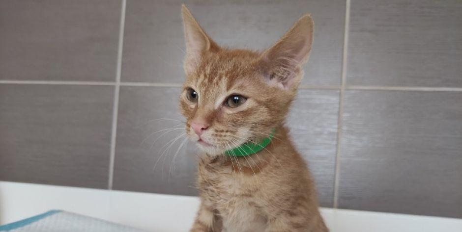Kocurek do adopcji - fot. sd