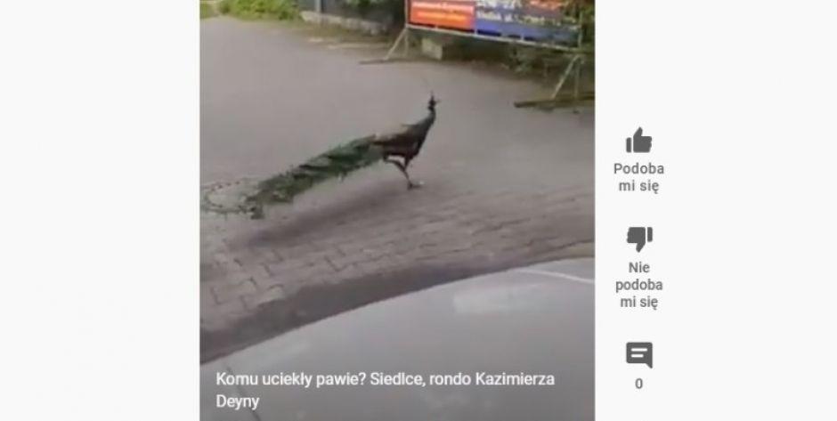 Pawie w centrum Siedlec! Czyja zguba? - fot. youtube