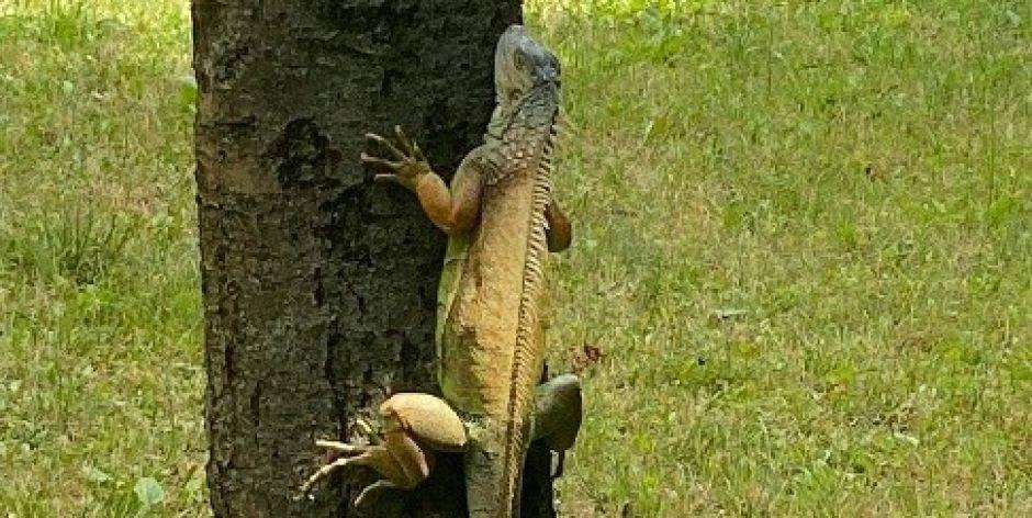 Iguana w Siedlcach  - fot. Hshs