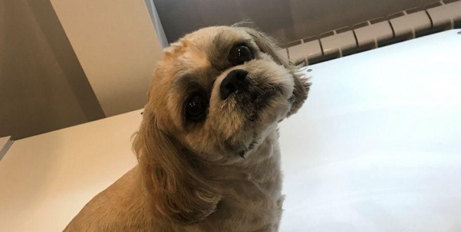 W Siedlcach znaleziono pieska shih tzu  - fot. d