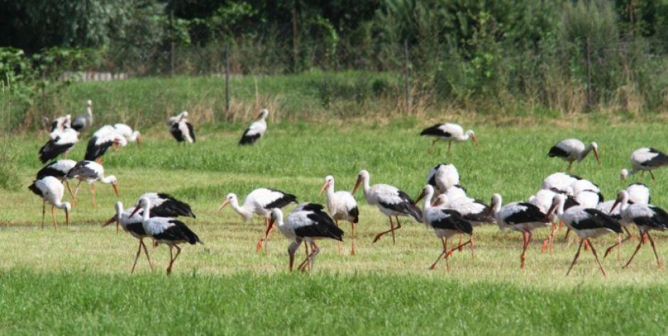 fot. Grupa EkoLogiczna - fot. sd