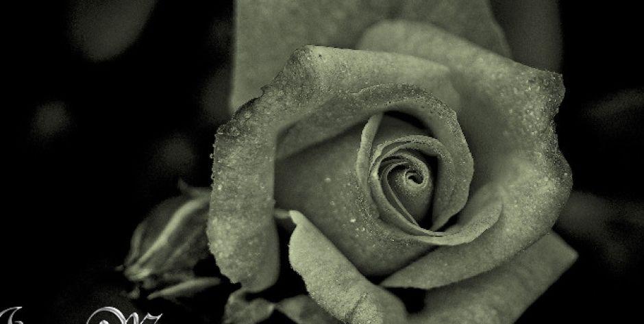 Fot. Pixaby  - fot. Pixaby 