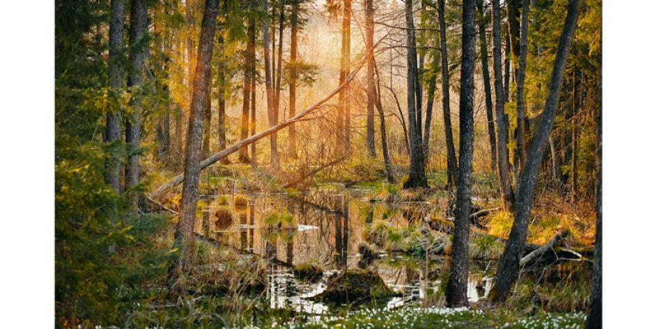 Już dzisiaj wernisaż wystawy fotograficznej Puszcza Knyszyńska - fot. s