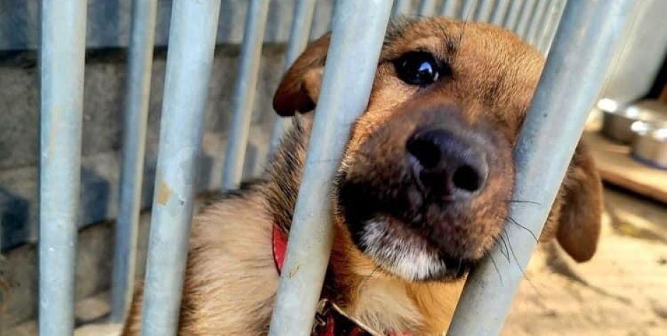 Suczka do adopcji - fot. sd