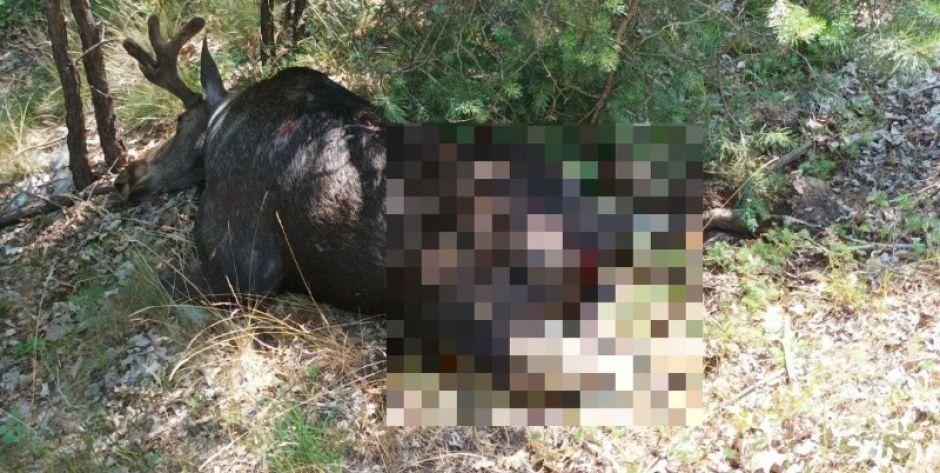 Zderzenie z łosiem lub sarną może być bardzo niebezpieczne. Fotr. arch. KPP Garwolin - fot. KPP Garwolin