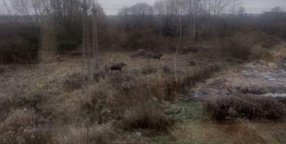 W okolicy ul. Terespolskiej w Siedlcach spacerują dwa łosie.  - fot. Czytelniczka