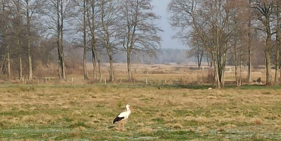 Bocian z Trzcińca fot. Grupa EkoLogiczna - fot. sd