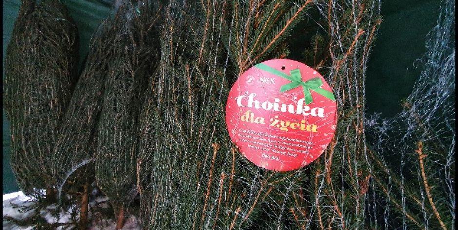 Choinka za życie. Oddaj krew, otrzymasz choinkę fot. Aga Król
