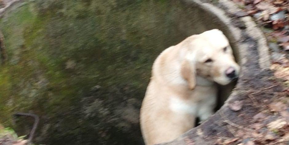 Labrador wpadł do studzienki fot. Nadleśnictwo Garwolin - fot. sd