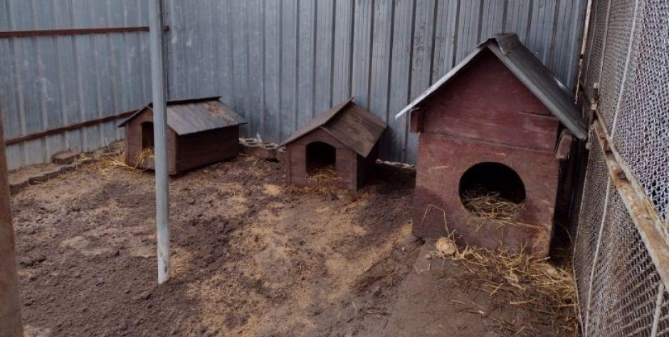 Tymczasowy kojec dla bezdomnych psów. Są takie dwa - czytamy na stronie UG w Sterdyni. (fot. UG Sterdyń) - fot. UG Sterdyń