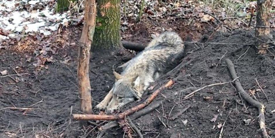 Wilk został złapany we wnyki. Miał głębokie rany. Fot. KPP Mława  - fot. fot. KPP Mława