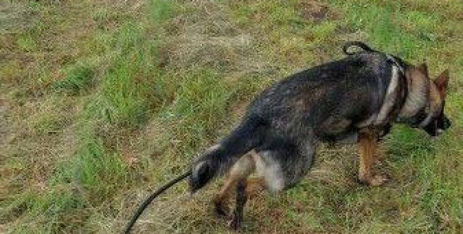 Frida wywęszyła sprawcę kolizji fot. KPP Garwolin - fot. sd