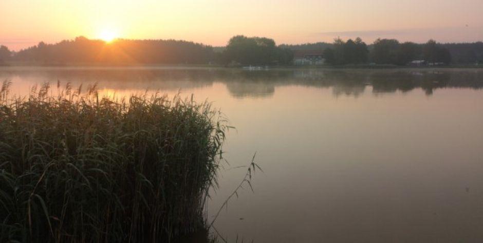 Do siedleckiego zalewu wpuszczono leszcze o wadze 2-3 kilogramów! W sumie pół tony pięknych ryb. Fot. Zbj