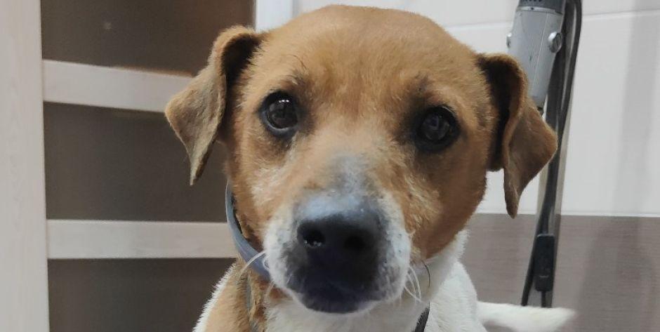 Piesek do adopcji. Fot. UM Siedlce - fot. UM Siedlce