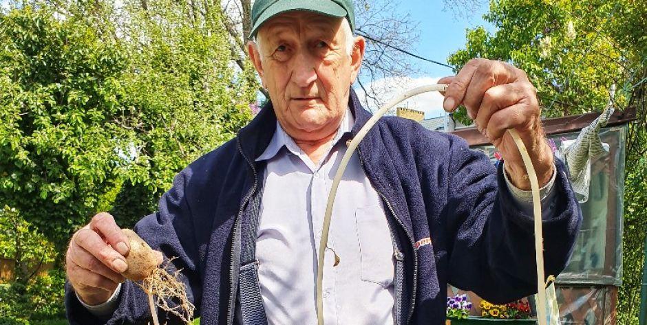 Czy to jest najdłuższy pęd ziemniaka? - fot. Aga Król