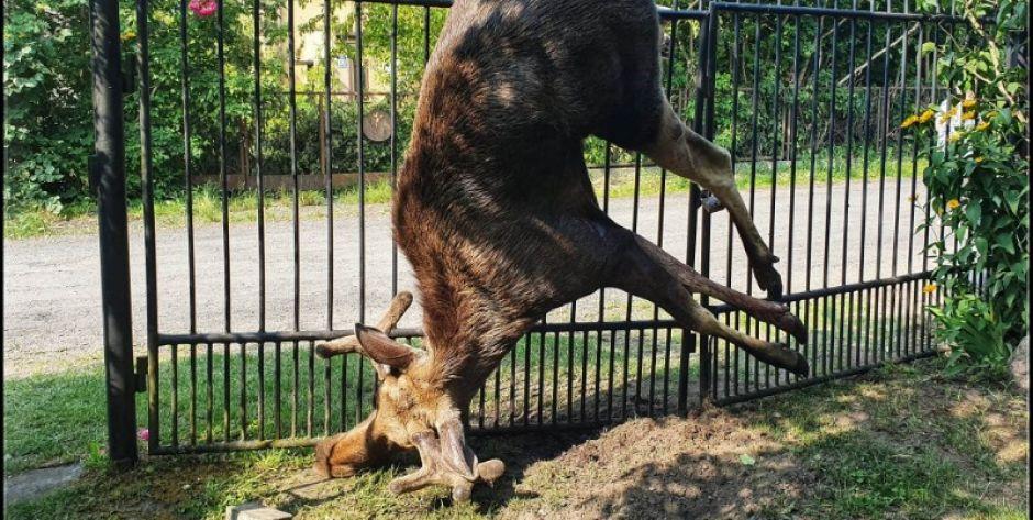 Łoś zawisł na ogrodzeniu posesji Fot. Aga Król
