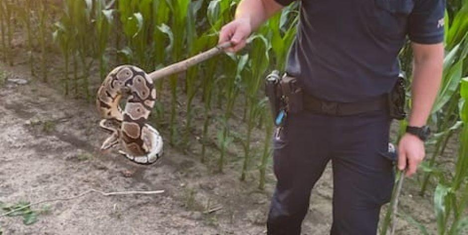 Pyton królewski znaleziony w polu kukurydzy w Krynce pod Łukowem. (Fot. KPP Łuków) - fot. KPP Łuków