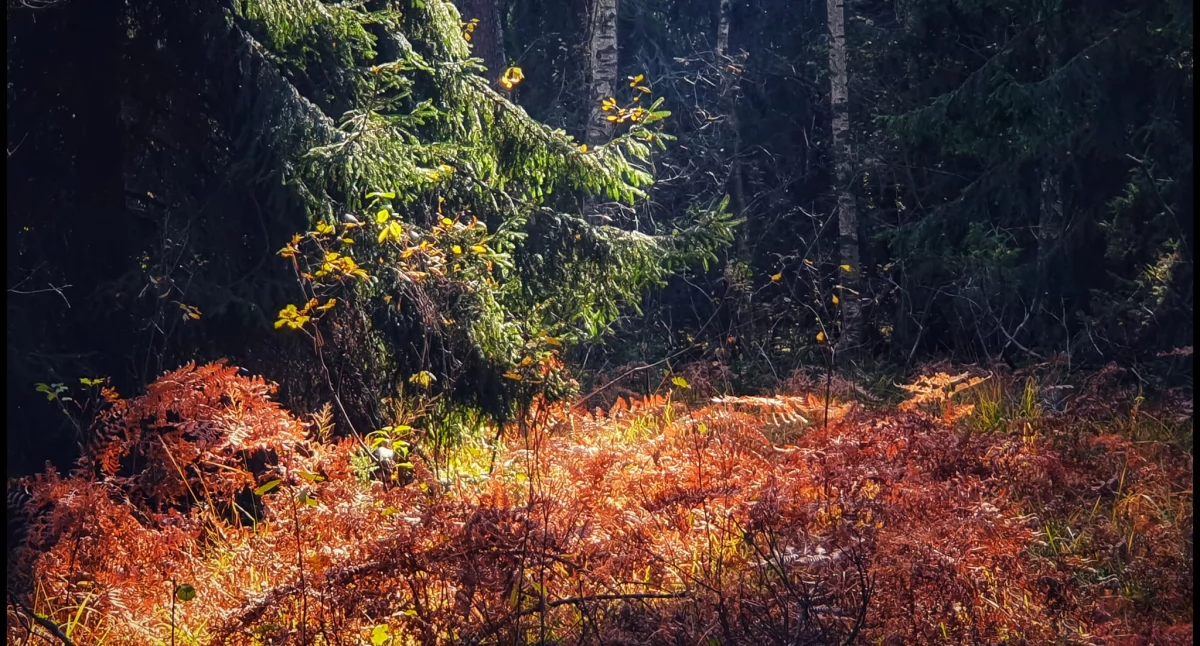 Zanocuj legalnie w lesie – Nadleśnictwo Siedlce otwiera swoje drzwi dla miłośników bushcraftu i survivalu - las, fot. Aga Król