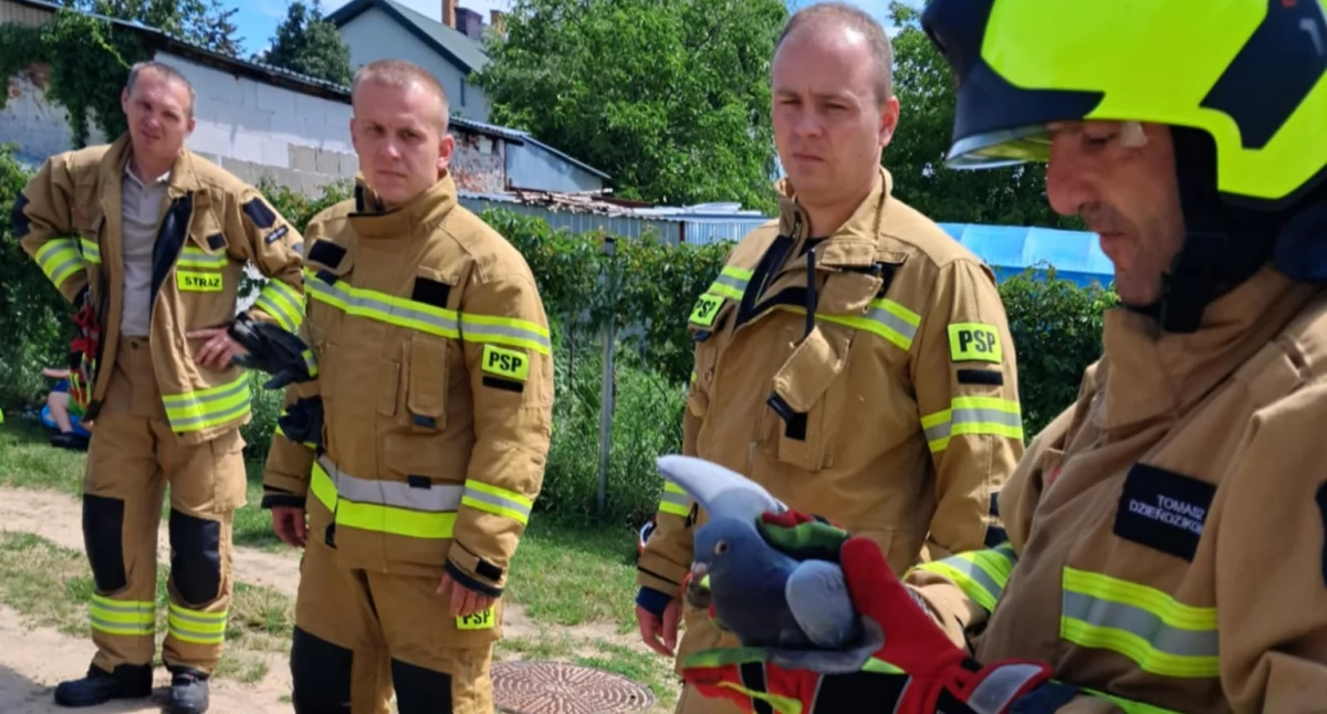 Akcja ratunkowa gołębia uwięzionego na dachu domu. Pomogli strażacy - fot. Czytelnik Jarosław