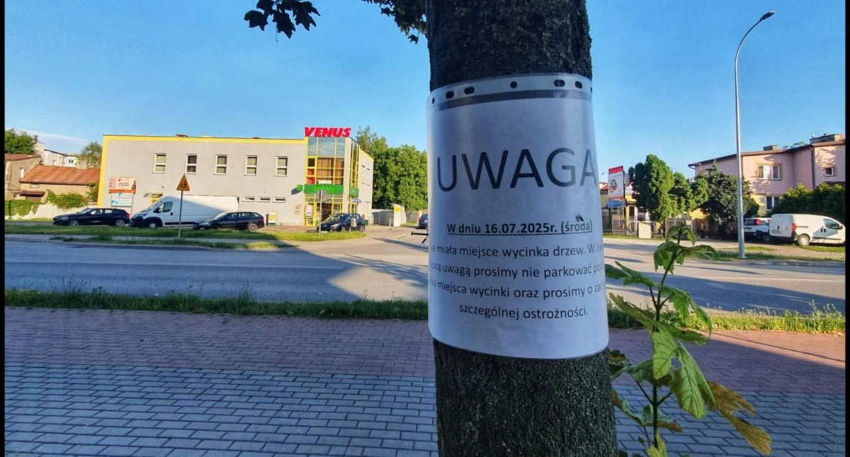 Siedlczanie walczą o drzewa. Spór o wycinki przy Partyzantów i Floriańskiej - fot. Aga Król
