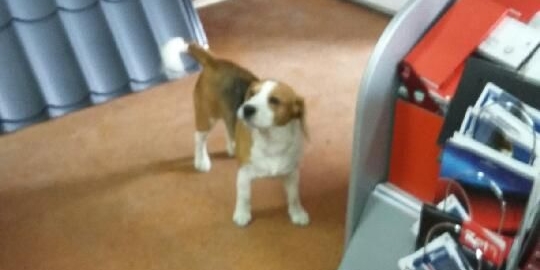 beagle - fot. arch.